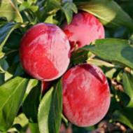 Саженец Колоновидный гибрид персик-слива Сливовый нектар